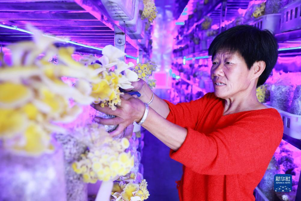 白菜折扣网